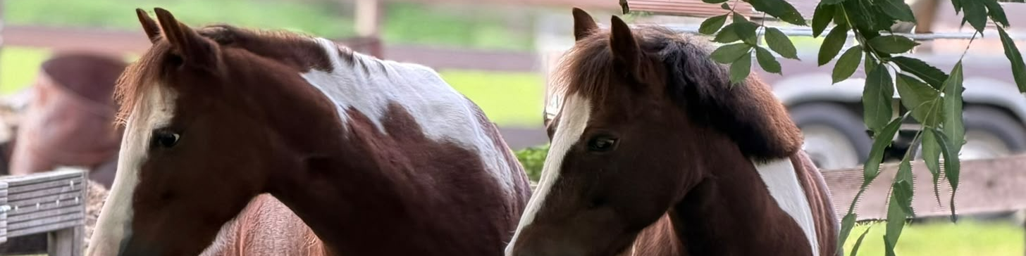 Onze pony’s- en paarden